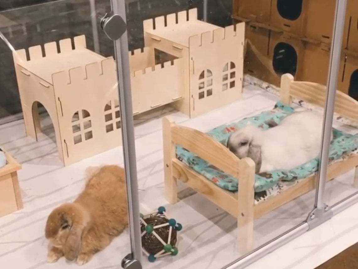 Rabbit Castle